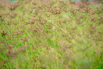 Brown grass flowers in a green field.soft focus.