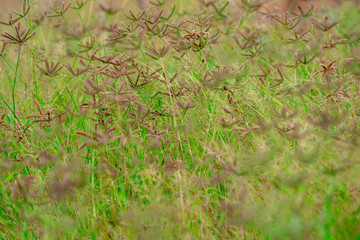 background of green grass