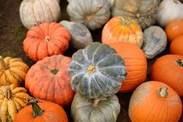 Fresh healthy bio pumpkins on farmer agricultural market at autumn.