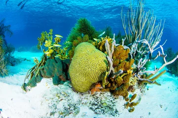 Foto op Canvas Reef scenery, Yellow tube sponge (Aplysina fistularis)coral Los roques - venezuela © GARSPHOTO