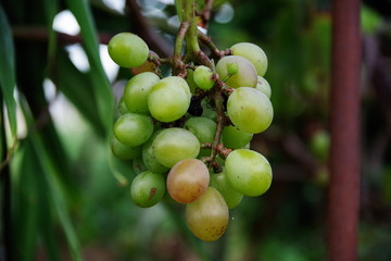 Muscat grapes