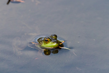 Green frog in Canadian lake