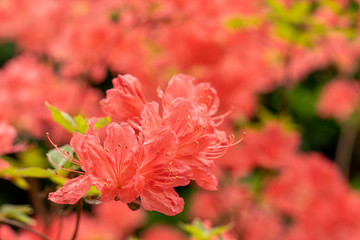 A bright red Azalea flower
