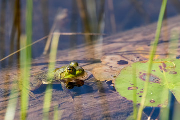 Green frog in Canadian lake