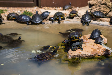 Tortues sur cailloux dans une marre