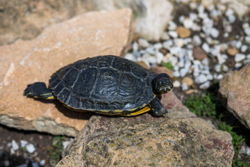 Tortue sur le sol avec des cailloux