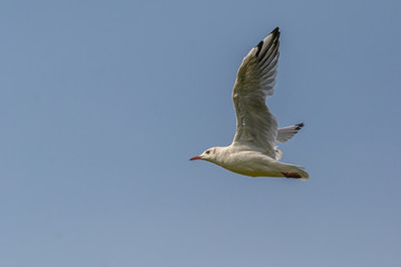 Fototapeta premium Eine fliegende Möwe