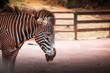 Zébre dans un zoo en espagne