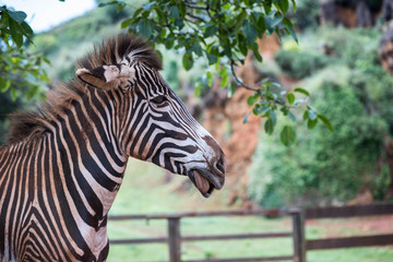 Zébre dans un zoo en espagne