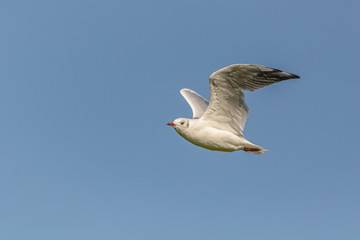 Eine fliegende Möwe