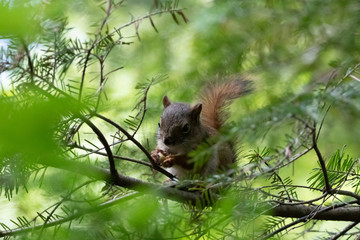 North American Red Squirrel eating on branch