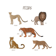 Vector illustration, set of cartoon cute felids. Cheetah, lion, tiger, jaguar, leopard