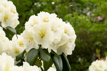 Rhododendrons flowers in white color