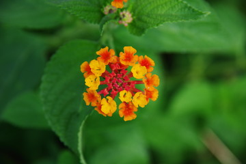 Lantana