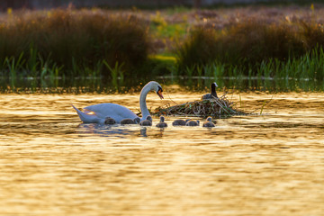 Mute swan (Cygnus olor) adult with cygnets, taken in the UK