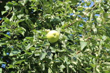 ripe fragrant Apple on a branch on a Sunny summer day