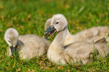 Mute swan (Cygnus olor) cygnets, taken in the UK