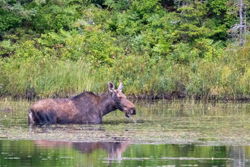 Naklejka na ściany i meble Moose feeding in Canadian lake