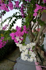 red flower in a garden