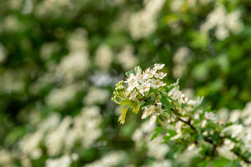 Hawthorne blossom taken in the UK