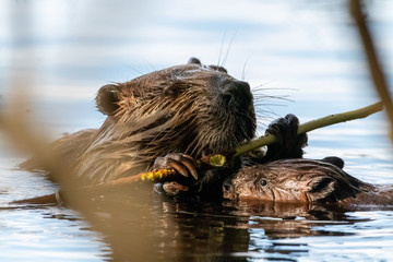 Beaver with baby in lake chewing on wood