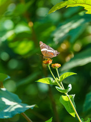 Banded Peacock butterfly (Papilio palinurus)