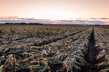 Sweet Onions ready for harvest under late summer sunset in the Black Dirt region of Pine Island, New York