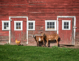 Two Nubian Goats and a Rooster - 286293295