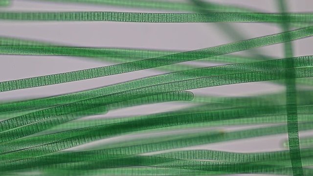 Study of Oscillatoria is a genus of filamentous cyanobacterium, oscillation in its movement under the microscope. 