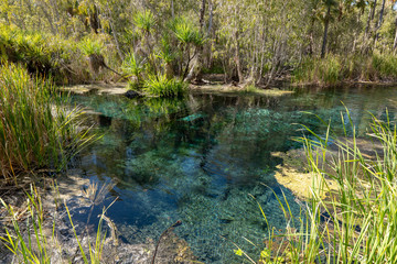 Bitter Springs, Mataranka, Northern Territory