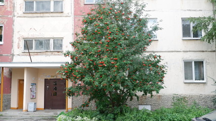 Fototapeta na wymiar house with flowers