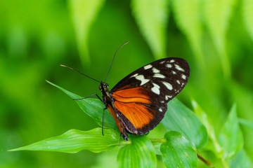Polymorphic Longwing (Heliconius hecale), Costa Rica
