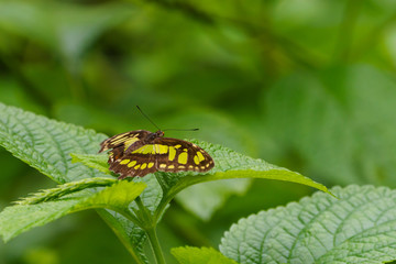 Malachite (Siproeta stelenes), taken in Costa Rica