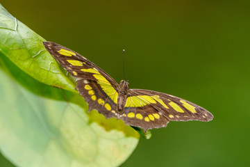 Malachite (Siproeta stelenes), taken in Costa Rica