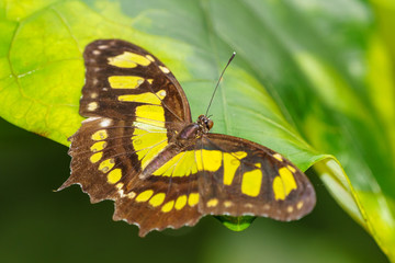 Malachite (Siproeta stelenes), taken in Costa Rica