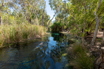 swimming at Bitter Springs, Mataranka, Northern Territory