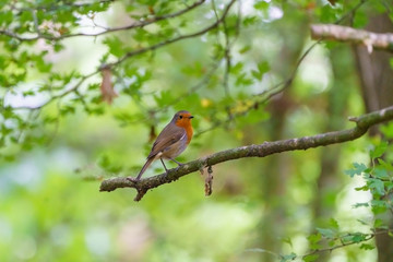 European Robin (Erithacus rubecula) perched on a tree branch, taken in the UK