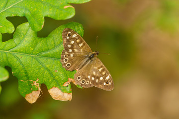 Speckled Wood Butterfly (Pararge aegeria), in the UK