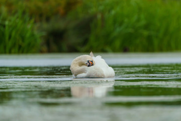 Mute swan (Cygnus olor), taken in the UK