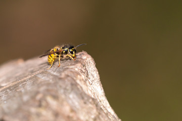 common wasp (Vespula vulgaris), taken in the UK