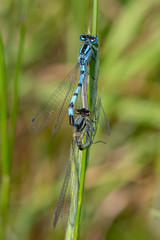Common Blue Damselfly (Enallagma cyathigerum) in mating