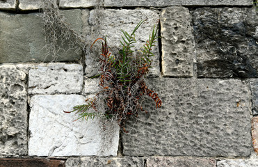 Close-up of a stone wall with plants