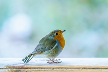 European Robin (Erithacus rubecula) in light snow, taken in the UK