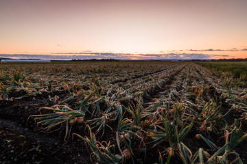 Sweet Onions ready for harvest under late summer sunset in the Black Dirt region of Pine Island, New York