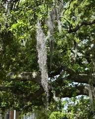 Spanish moss on a tree