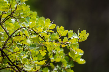 Arbre, branchages du chêne