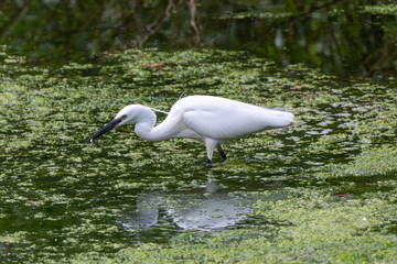 Little egret (Egretta garzetta) with a just caught fish