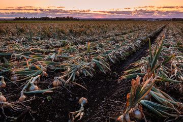 Sweet Onions ready for harvest under late summer sunset in the Black Dirt region of Pine Island, New York