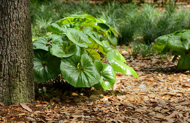 Plant beside a tree trunk in a city park