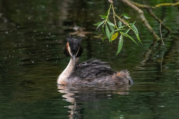 Great Crested Grebe (Podiceps cristatus) carrying a chick on its